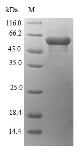 Recombinant Chlamydomonas reinhardtii Autolysin