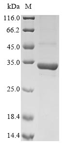 Recombinant Chlorobium tepidum Polyphosphate kinase 2(ppk2),partial
