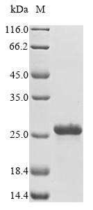 Recombinant Ciona intestinalis 40S ribosomal protein S13 (RPS13)
