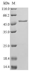 Recombinant Clostridium acetobutylicum Acyl-CoA dehydrogenase, short-chain specific(bcd)