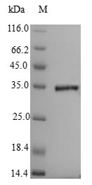 Recombinant Clostridium botulinum  Penicillin-binding protein 1A(pbpA),partial