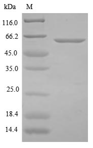 Recombinant Clostridium botulinum Botulinum neurotoxin type B(botB),partial