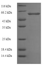 Recombinant Clostridium butyricum Botulinum neurotoxin type E,partial