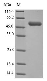 Recombinant Clostridium difficile NAD-specific glutamate dehydrogenase(gluD)