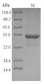 Recombinant Cricetulus griseus C-C motif chemokine(CgPICR_003438)