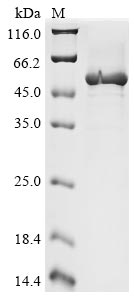 Recombinant Cricetulus griseus Elongation factor 1-alpha 1(EEF1A1)