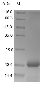 Recombinant Dahlia merckii Defensin-like protein 1