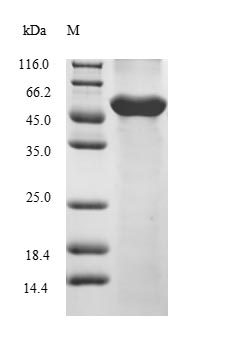 Recombinant Danio rerio COP9 signalosome complex subunit 2(cops2)