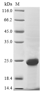 Recombinant Danio rerio Erythropoietin(epo)