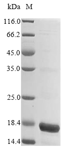Recombinant Danio rerio Family with sequence similarity 19 (chemokine (C-C motif)-like), member A5a (fam19a5a),partial