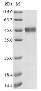 Recombinant Dermatophagoides pteronyssinus Mite allergen Der p 3(DERP3)