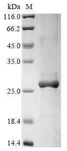 Recombinant Dog C-C motif chemokine 17(CCL17)