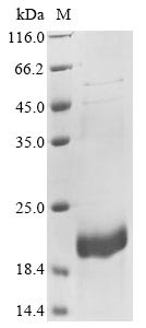 Recombinant Dog Double-headed protease inhibitor, submandibular gland