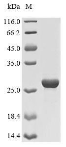 Recombinant Dog Erythropoietin receptor(EPOR),partial