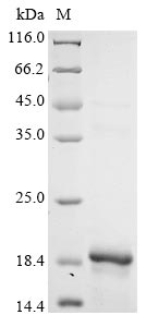 Recombinant Dog Glycoprotein hormones alpha chain(CGA)