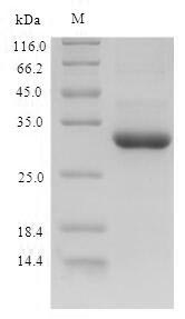 Recombinant Dog Granulocyte colony-stimulating factor(CSF3)
