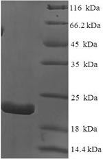 Recombinant Dog Interleukin-18(IL18)