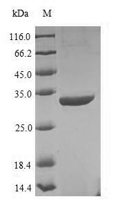 Recombinant Enterobacteria phage T4 Recombination protein uvsY(uvsY)