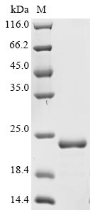 Recombinant Enterobacteria phage T4 Recombination protein uvsY(uvsY)