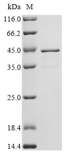 Recombinant Enterobacteria phage T4 Single-stranded DNA-binding protein(32)