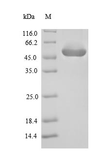 Recombinant Enterococcus faecalis Gelatinase(gelE)