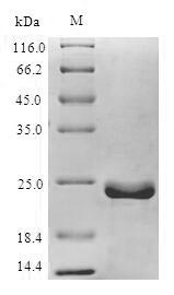 Recombinant Epstein-Barr virus Apoptosis regulator BHRF1(BHRF1),partial
