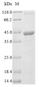 Recombinant Epstein-Barr virus Trans-activator protein BZLF1(BZLF1)