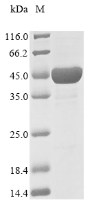 Recombinant Escherichia coli 1-deoxy-D-xylulose 5-phosphate reductoisomerase(dxr)