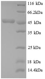 Recombinant Escherichia coli Cystathionine beta-lyase metC(metC),partial