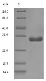 Recombinant Escherichia coli F17 fimbrial protein(F17a-A)