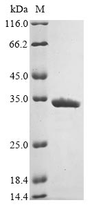 Recombinant Escherichia coli F41 fimbrial protein(FimF41a)