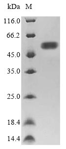 Recombinant Escherichia coli Flagellin(fliC)