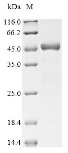 Recombinant Escherichia coli Gamma-glutamyl phosphate reductase(proA)