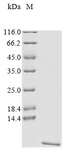 Recombinant Escherichia coli Heat-stable enterotoxin ST-2