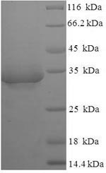 Recombinant Escherichia coli Lipopolysaccharide export system protein lptA(lptA)