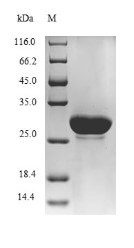 Recombinant Escherichia coli Metalloprotease LoiP(loiP)