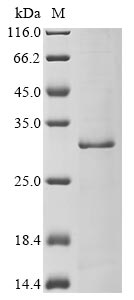 Recombinant Escherichia coli Microcin J25-processing protein mcjB(mcjB)