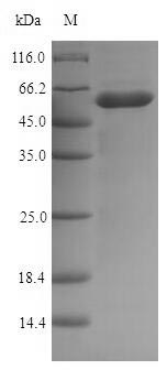 Recombinant Escherichia coli Murein hydrolase activator NlpD(nlpD)