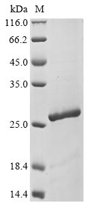 Recombinant Escherichia coli O127:H6 Ecotin(eco)