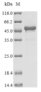 Recombinant Escherichia coli O157:H7 3-phosphoshikimate 1-carboxyvinyltransferase(aroA)