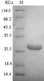 Recombinant Escherichia coli O157:H7 DNA-binding protein HU-alpha(hupA)