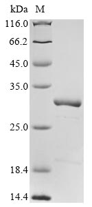 Recombinant Escherichia coli O9:H4 5-methylthioadenosine/S-adenosylhomocysteine nucleosidase(mtnN)