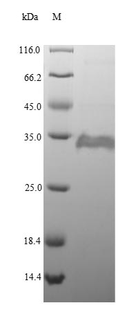 Recombinant Escherichia coli Peptidyl-prolyl cis-trans isomerase A(ppiA)