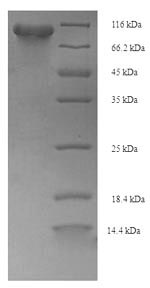 Recombinant Escherichia coli Phosphoenolpyruvate synthase(ppsA)