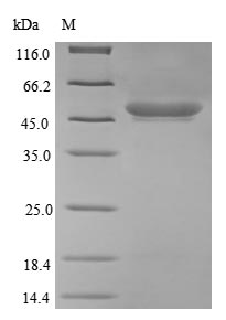 Recombinant Escherichia coli Protease 7(ompT)