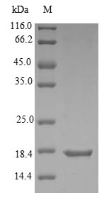 Recombinant Escherichia coli Protein yebF(yebF) 