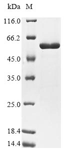 Recombinant Escherichia coli Pyruvate kinase I(pykF)