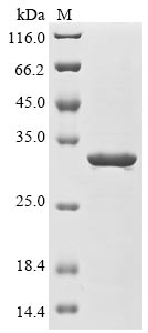 Recombinant Escherichia coli RNA polymerase sigma factor for flagellar operon(fliA)