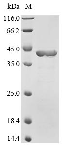 Recombinant Escherichia coli RNA polymerase sigma factor rpoS(rpoS)