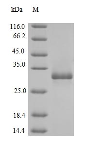 Recombinant Escherichia coli Transcriptional regulatory protein phoP(phoP)